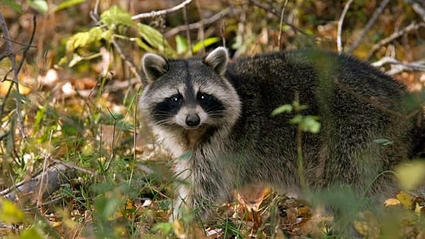 how can a live with distemper warm weather creating behaviour in animals cbc news how can a live with distemper warm weather creating behaviour in animals cbc news