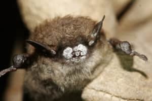 sm-220-bat-white-nose-syndrome-02476308