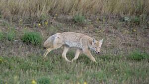 mi-coyote-vera-csada091111