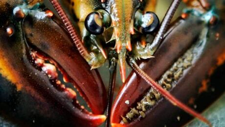 lobster-852