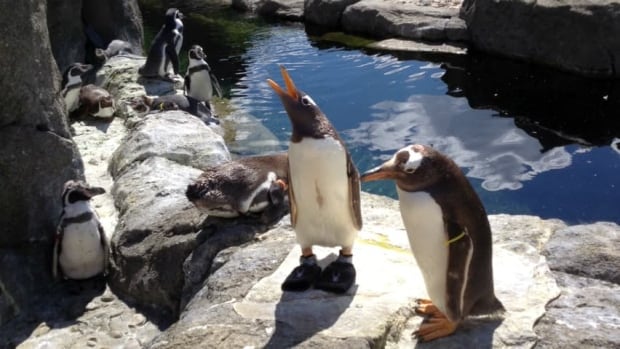 hi-akemi-penguin