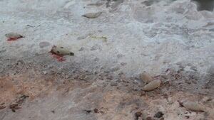 pe-hi-dead-seals-852-4col