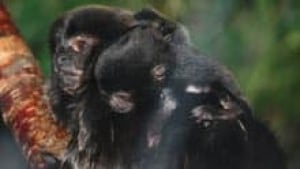 si-nb-baby-monkey-220