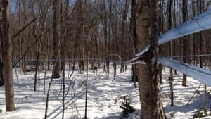 mi-maple-sap-lines-300