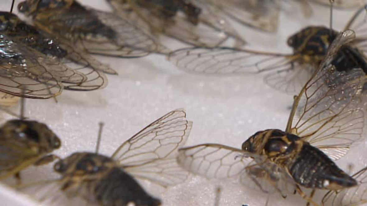 Noisy insect infestation poised to hit parts of N.S. Nova Scotia