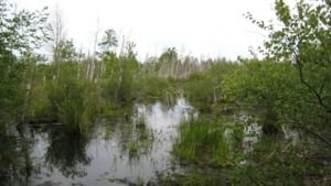 wainfleetbog-8col