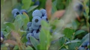 ns-hi-blueberries-wild-4col