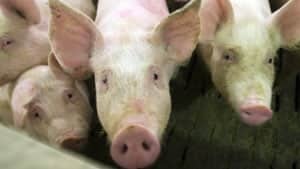 300-pigs-cp-6641216