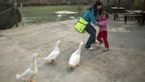 si-geese-china-220-cp-04231