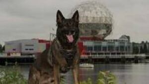 hi-bc-130112-police-dog-teak-3col