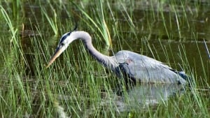 hi-g-b-heron-usfgs