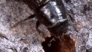 hi-bc-130109-pine-beetle-3col