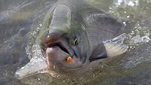 hi-salmon-03495901-4col