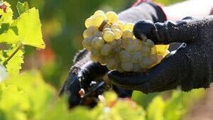 hi-bc-130114-wine-cp-03436932-4col