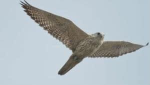 li-300-gyrfalcon