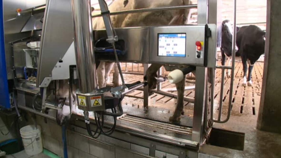 Robotic barn near Freetown automates milking process Prince Edward