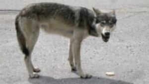 si-wolf-rice-cake-220
