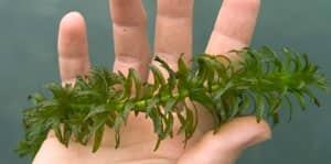 mi-elodea-ap