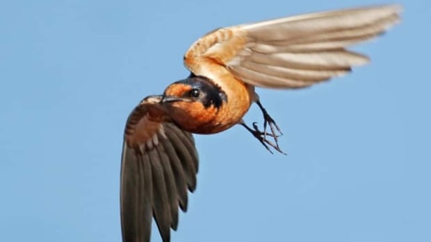 London earns official status as "bird-friendly" city | CBC News 1 London earns official status as "bird-friendly" city | CBC News