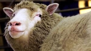 ii-dolly-sheep-rtxkze3