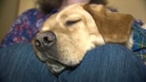 ns-guide-dog_220x124_1