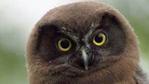 mi-boreal-owl-300