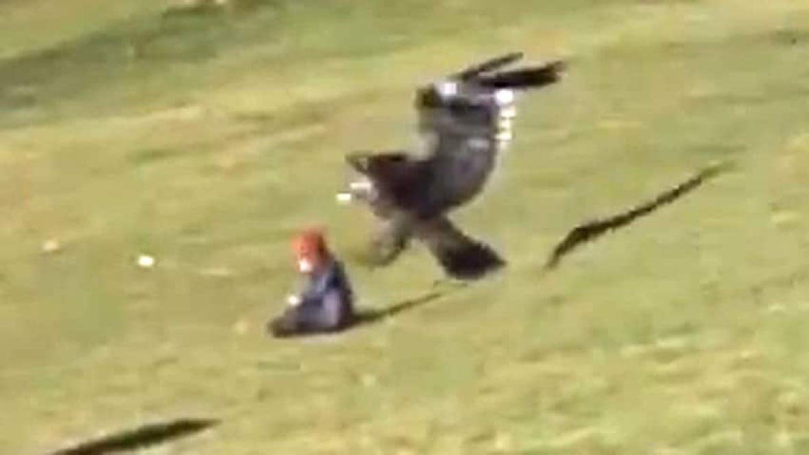 Childsnatching eagle video created as student project Montreal CBC