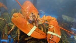 hi-orange-lobster-852-4col