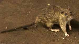300-rats-cp-03209769