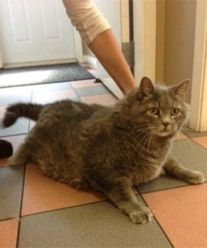 nb-michelin-fat-cat-moncton-spca-v
