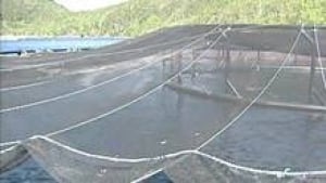 hi-salmon-farm-20121218-3col