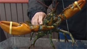 lobster-catch