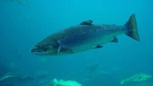 hi-atlantic-salmon