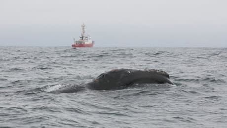 hi-bc-130620-right-whale-haida-gwaii-dfo-1-6col