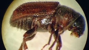 mi-eastern-larch-beetle-300
