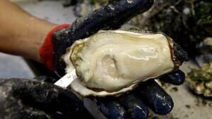 hi-bc-111018-ap-warrren-oyster-4col
