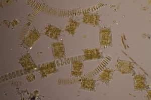 phytoplankton-300