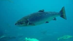 mi-atlantic-salmon