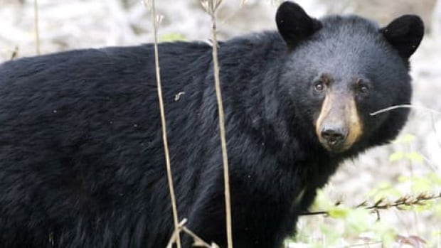 Alaska bear falls through skylight into party, eats all the cupcakes | ghantagiri.com