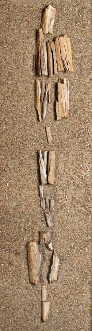 bones---internal
