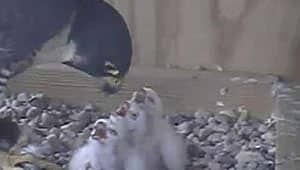 mi-brandon-chicks