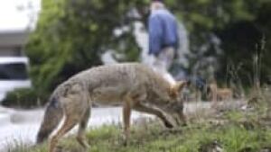 hi-coyote325274-3col