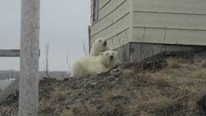 nl-300-polar-bears-20130501