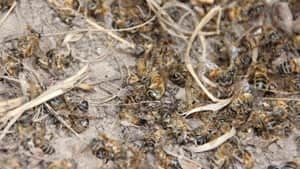 300-deadbees-img_1292