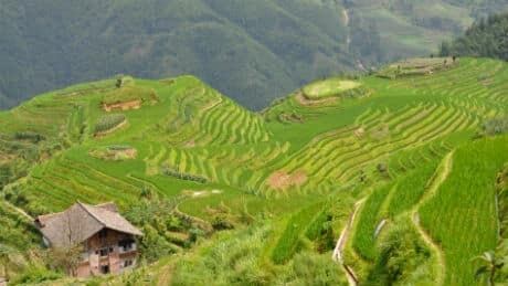 nl-terraced-rice-201307