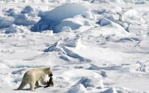 si-polar-bear-arctic-5168979