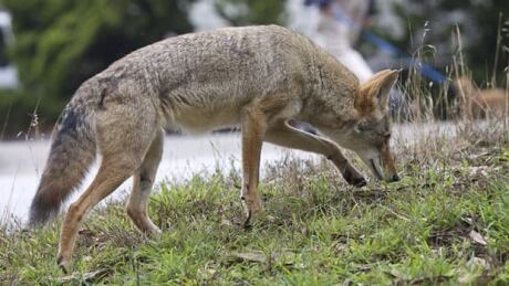 li-urban-coyote-cp