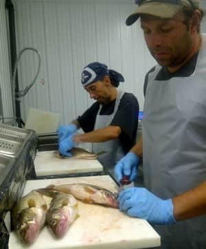 mi-pickerel-cleaning-300