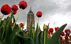 ii-tulips-220-cp-6645913