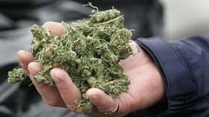 hi-bc-120426-marijuana-4col
